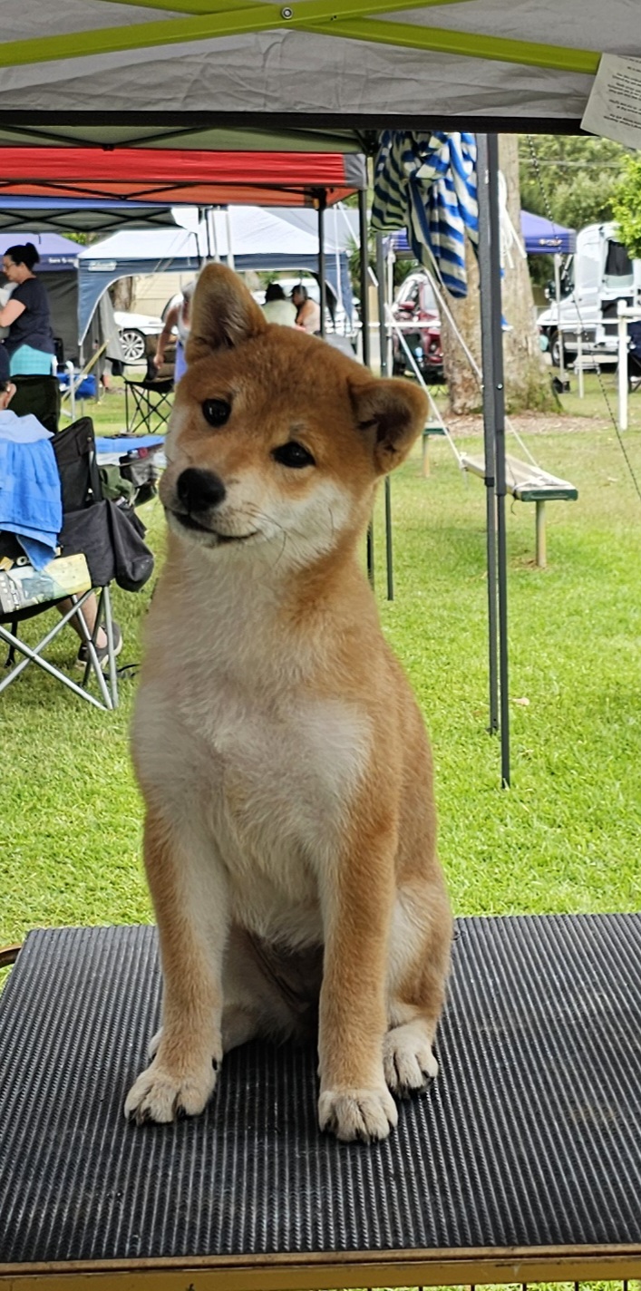 Merbein Kennel Club (PM) - Show Manager Results