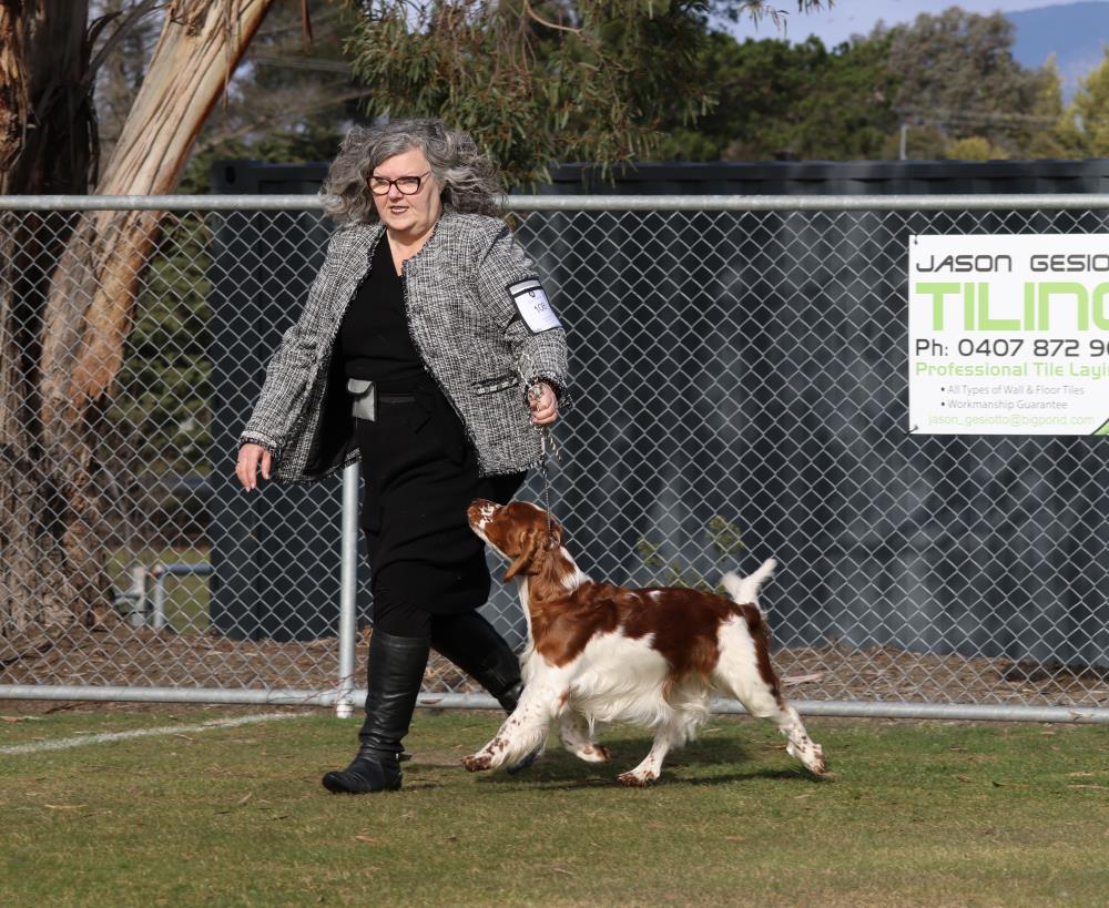 Combined Breeds Dog Club Of Tasmania Inc (PM Show) - Show Manager Results
