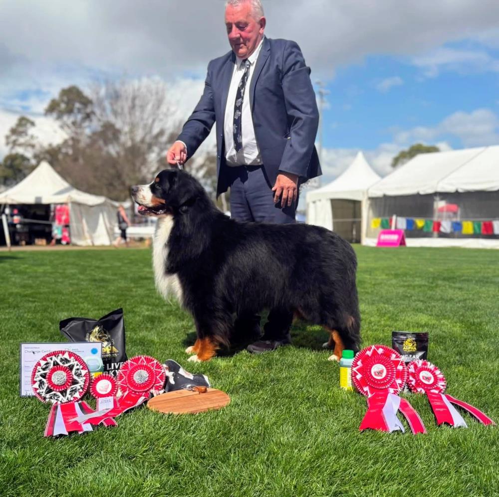 Baby Mini Rottweiler Bendigo Agricultural Show Society Inc (AM Show) - Show Manager Results