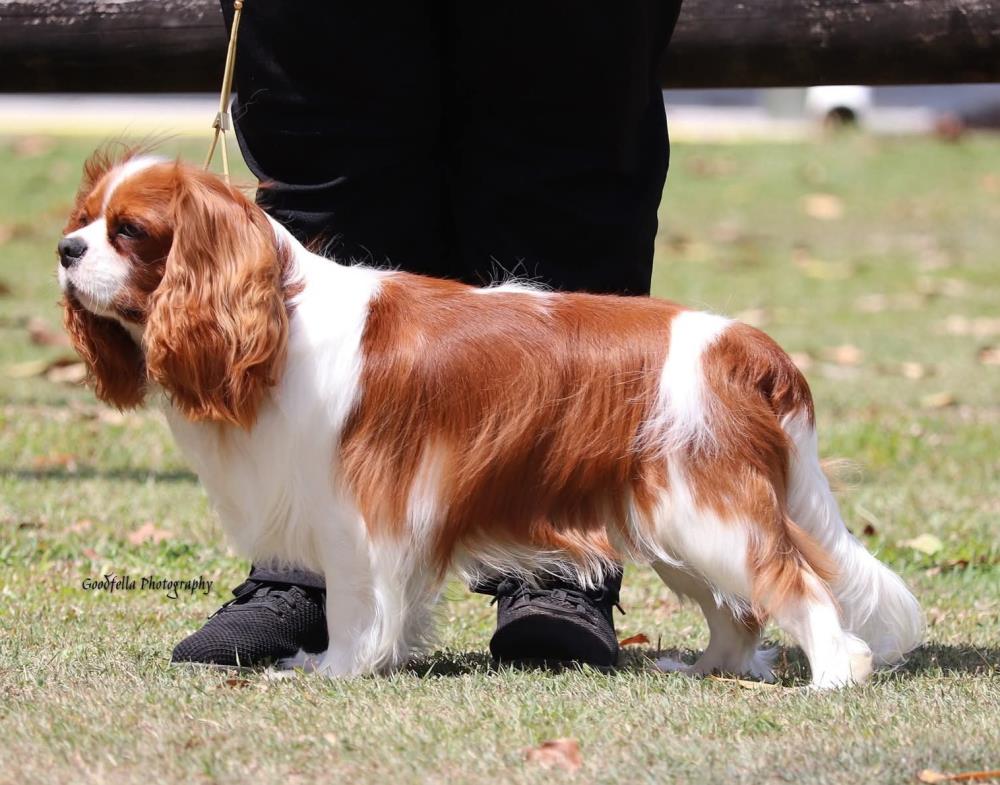 Mackay Kennel Club Inc (Show 1) - Show Manager Results