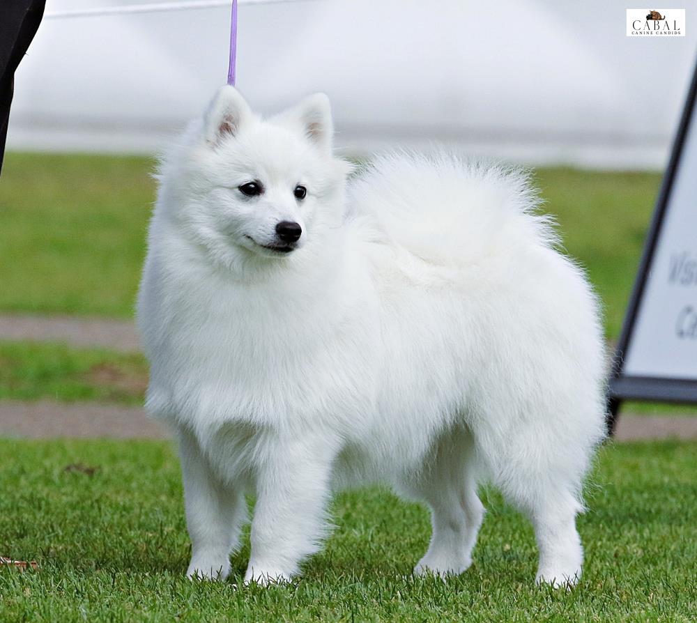DOGS NSW Grounds Development Committee (AM Show) - Show Manager Results