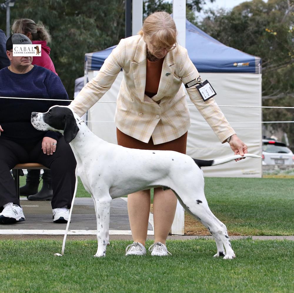 Fairfield & District A B Kennel Club Inc (AM Show) - Show Manager Results