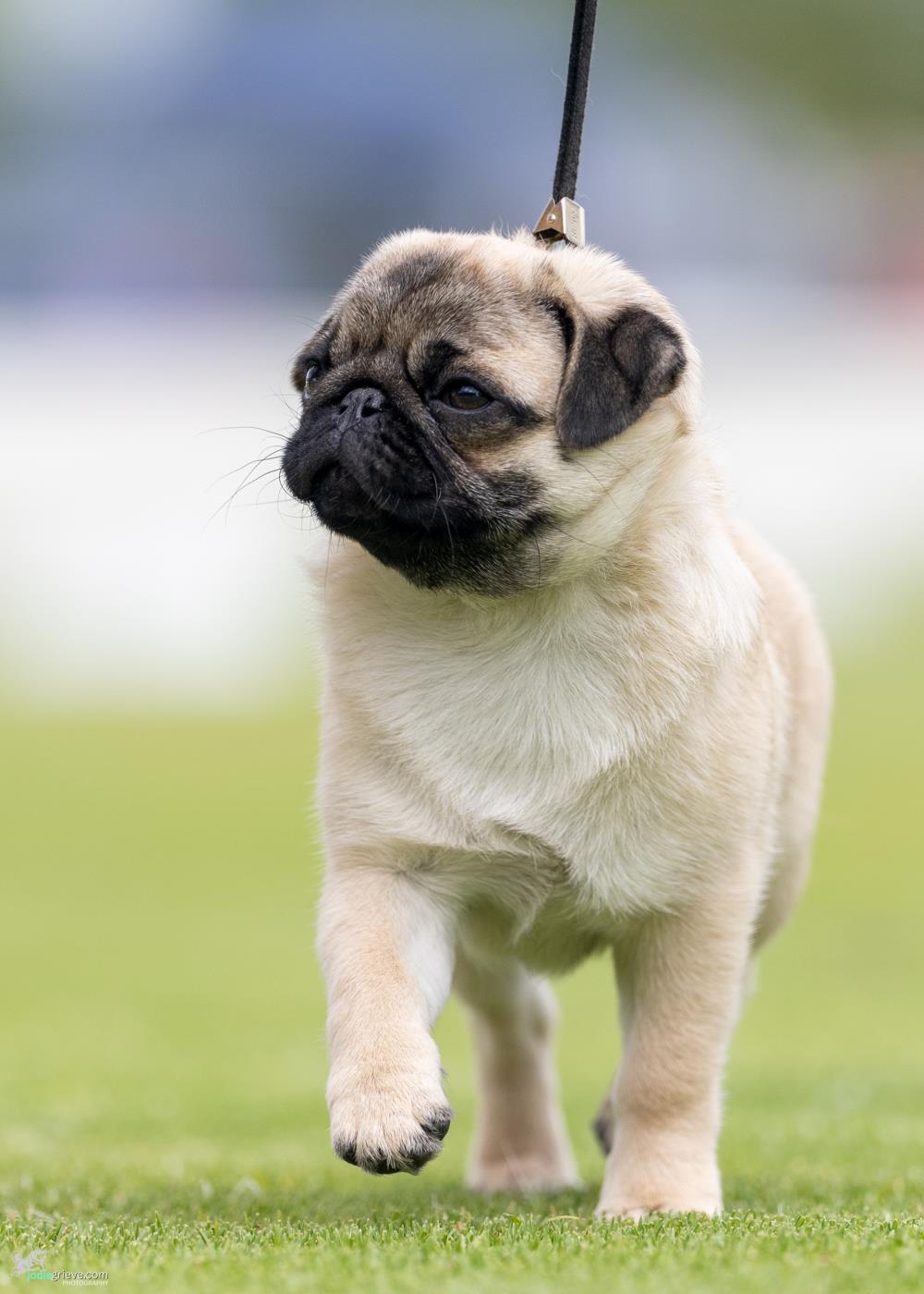 Geraldton and District Kennel Club - Show Manager Results